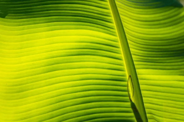 Banánový List Zelené Pozadí Stěna Listy Textura Linka Rostlina Svěží — Stock fotografie