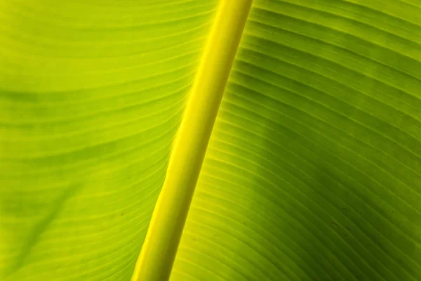 Bananblad Grön Bakgrund Vägg Löv Konsistens Linje Växt Färska Mönster — Stockfoto