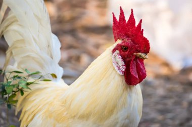 Tarlada bir horoz. Tayland 'ın doğal bahçesinde güzel bir tavuk.