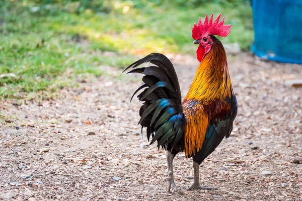 Gallo Campo Hermoso Pollo Jardín Natural Tailandia — Foto de Stock