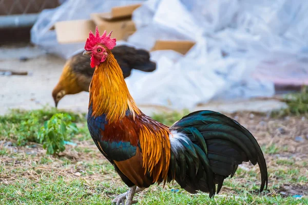 Kogut Polach Beautiful Kurczaka Ogrodzie Przyrody Tajlandii — Zdjęcie stockowe