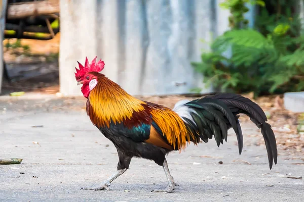 Kogut Polach Beautiful Kurczaka Ogrodzie Przyrody Tajlandii — Zdjęcie stockowe