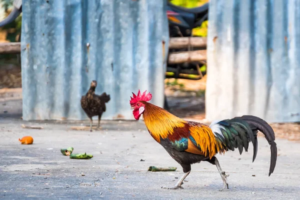 Egy Kakas Mezőn Gyönyörű Csirke Természet Kertjében Thaiföld — Stock Fotó