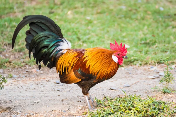 Egy Kakas Mezőn Gyönyörű Csirke Természet Kertjében Thaiföld — Stock Fotó