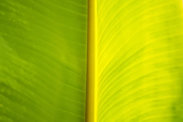 Bananenblad Groene Achtergrond Muur Bladeren Textuur Lijn Plant Vers Patroon — Stockfoto