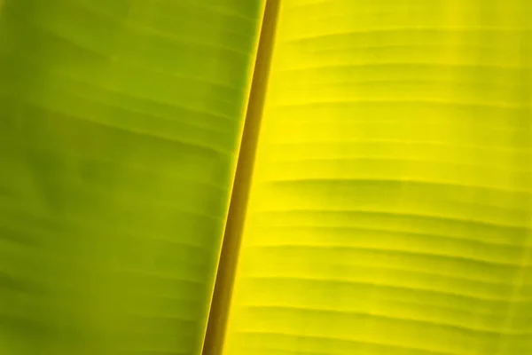 香蕉叶绿背墙叶质线植物新鲜图案特写生命热带抽象 香蕉叶绿光叶绿背摘要 — 图库照片