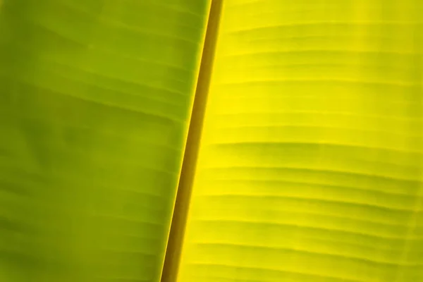 Bananenblad Groene Achtergrond Muur Bladeren Textuur Lijn Plant Vers Patroon — Stockfoto