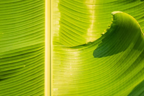 Bananenblatt Grün Hintergrund Wand Blätter Texturlinie Pflanze Frisch Muster Nahaufnahme — Stockfoto