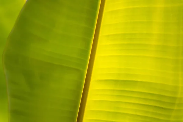 Bananenblatt Grün Hintergrund Wand Blätter Texturlinie Pflanze Frisch Muster Nahaufnahme — Stockfoto