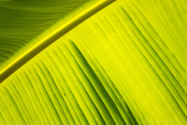 Liść Banana Zielony Tło Ściana Liście Tekstury Linia Roślin Świeży — Zdjęcie stockowe