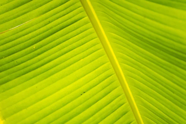 Folha Banana Verde Fundo Parede Folhas Textura Linha Planta Fresco — Fotografia de Stock