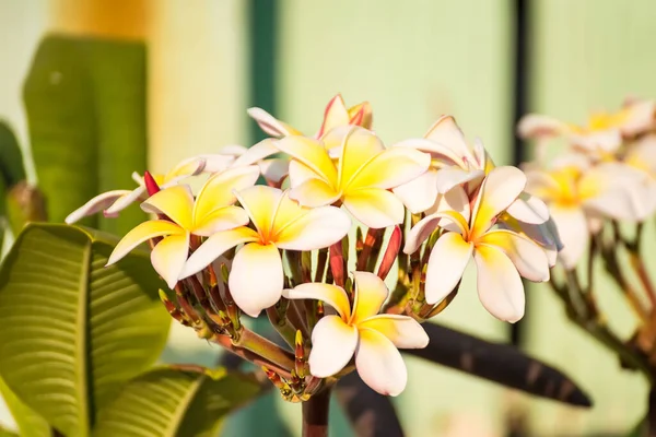 Białe Żółte Kwiaty Frangipani Naturalnym Tłem — Zdjęcie stockowe