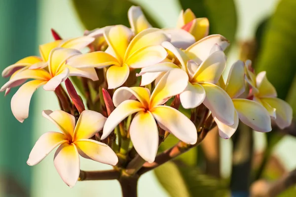 Witte Gele Frangipani Bloemen Met Natuurlijke Achtergrond — Stockfoto