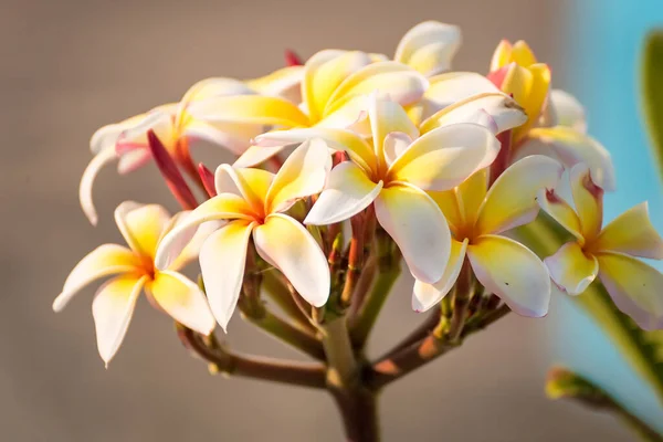 Białe Żółte Kwiaty Frangipani Naturalnym Tłem — Zdjęcie stockowe