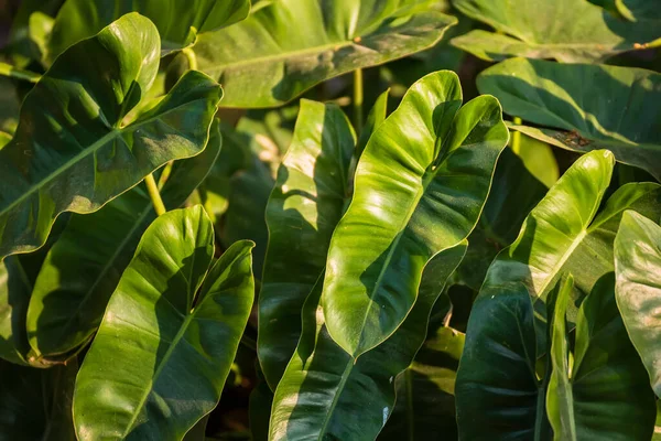 Hart Grüne Blatt Tapete Natur Hintergrund — Stockfoto