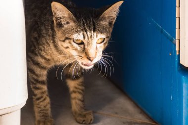 Dışarıda Duran Kedi Portresi