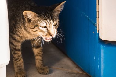 Dışarıda Duran Kedi Portresi