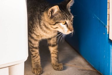 Dışarıda Duran Kedi Portresi