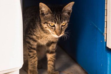 Dışarıda Duran Kedi Portresi