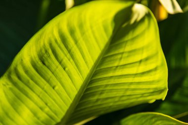 Yaprak yeşili arka plan duvarı doku çizgisini terk eder taze bitki deseni yakın yaşam tropik soyut yeşil arkaplan gölge ve açık yeşil arkaplan.
