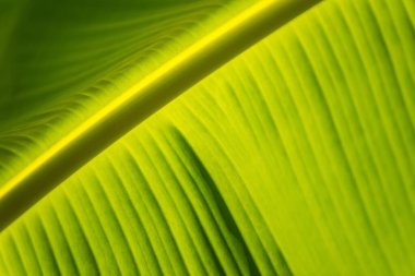 Muz yaprağı yeşil arka plan duvarı doku çizgisini terk eder taze bitki deseni tropikal yaşamı kapsar. Muz yaprağının gölgesi ve açık yeşil arkaplanı soyut yeşil arkaplan.