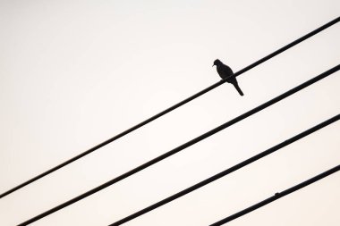 Kuş elektrik kablosuna tünemiş.