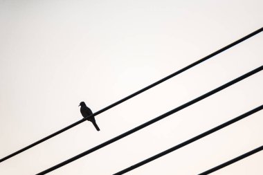 Kuş elektrik kablosuna tünemiş.