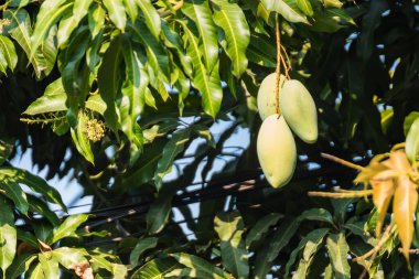 Ağaçta mangolar, dallardan sarkan taze meyveler, yeşil ve olgun mangolar.