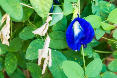 Bahçede klitoria ternatea, bluebellvine, Asya güvercin kanatları, kelebek bezelyesi, mavi bezelye, cordofan veya Darwin bezelyesi adı verilen mavi ve menekşe çiçeği var..