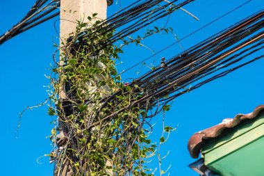 Yeşil sarmaşık bitkileri dağınık iletişim kablosu ve elektrik hattı direği ile sarmaşık bitkileri sorunu, yabani otlar ile kaplı bir kablo Tayland 'da yönetiliyor.