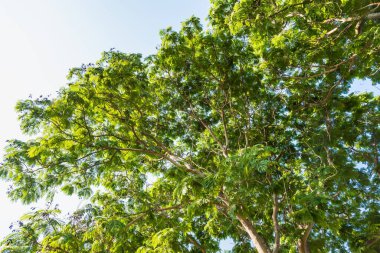 Ağaçlar ve gökyüzü ayrımı.