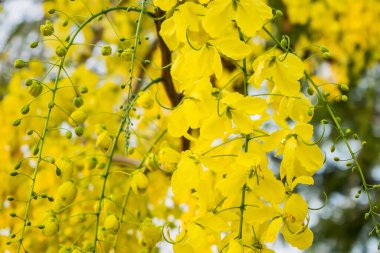 Doğa bahçesinde altın duş çiçeği