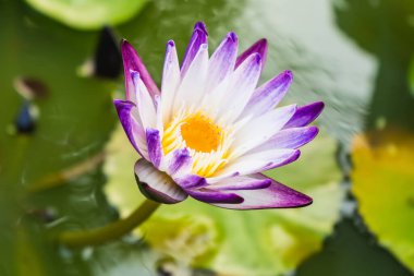 Mor nilüfer çiçeği veya nilüfer çiçeği. Arka plan, göldeki nilüfer yaprağı güzel güneş ışığı ve sabah güneşi. Yumuşak seçili odak