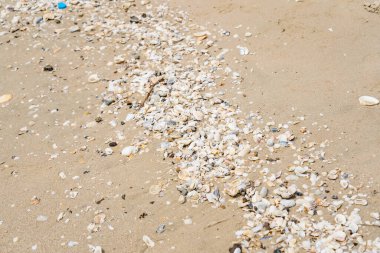 Kumsaldaki kum ve deniz kabuğu kümeleri gün boyunca sıcak güneşte yakın çekim yaparlar..