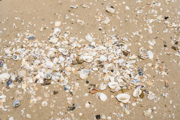 Zand Schelpdieren Cluster Het Strand Close Hete Zon Tijdens Dag — Stockfoto