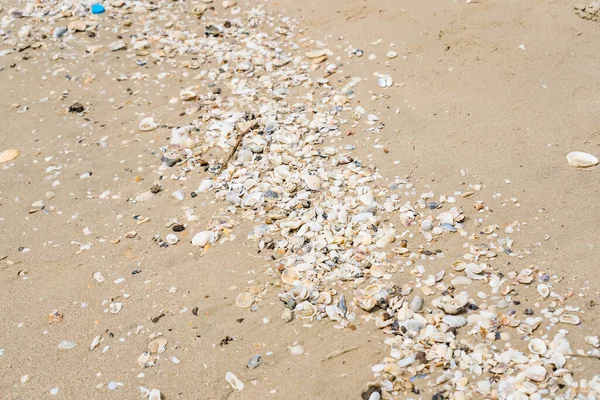 Zand Schelpdieren Cluster Het Strand Close Hete Zon Tijdens Dag — Stockfoto
