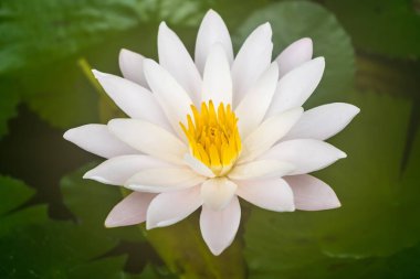 Beyaz nilüfer ve tek çiçek yeşil yaprak üzerinde sarı polen ve havuz ile açar. Doğada güzellik ve yer olan Budist keşişlere tapınmak için.