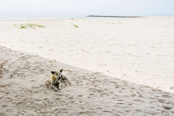 Бездомные Собаки Спят Пляже — стоковое фото