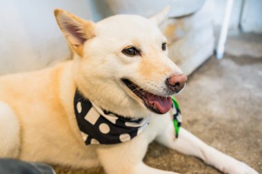 Prachuap Khiri Khan, Thailand- April, 03, 2021 : japanese chiba dog, very lovely and friendly dog in the dog cafe at Prachuap Khiri Khan, Thailand