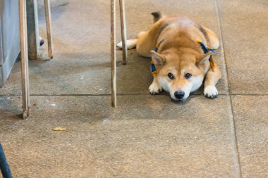 Prachuap Khiri Khan, Thailand- April, 03, 2021 : japanese chiba dog, very lovely and friendly dog in the dog cafe at Prachuap Khiri Khan, Thailand