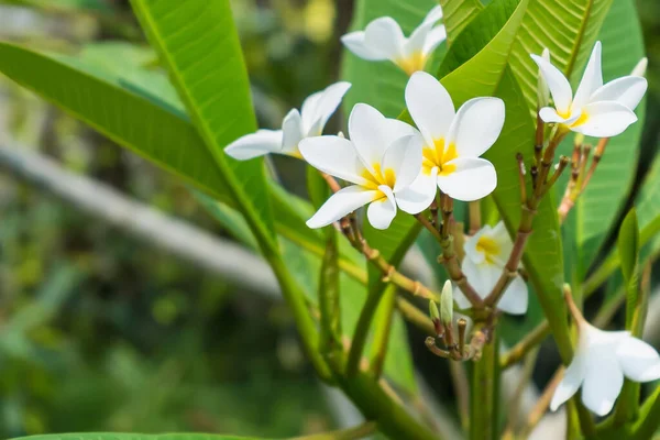 Fiori Frangipani Bianchi Gialli Con Sfondo Naturale — Foto Stock