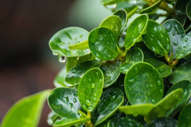 Yoğun bir yağmurdu, hava bulutluydu. Yeşil yapraklara yağmur damlaları