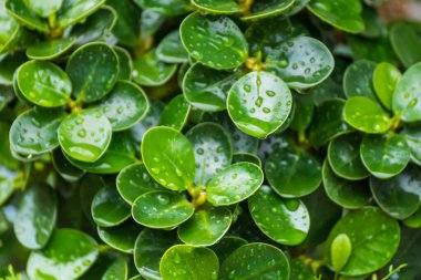 Yoğun bir yağmurdu, hava bulutluydu. Yeşil yapraklara yağmur damlaları
