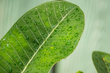Yoğun bir yağmurdu, hava bulutluydu. Yeşil yapraklara yağmur damlaları