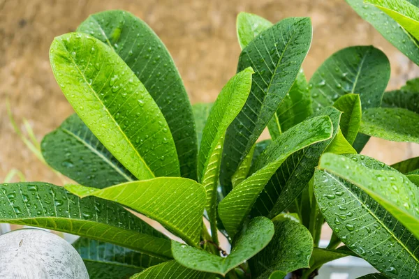 The day was heavy rain, the weather was overcast. Rain drops on green leaves