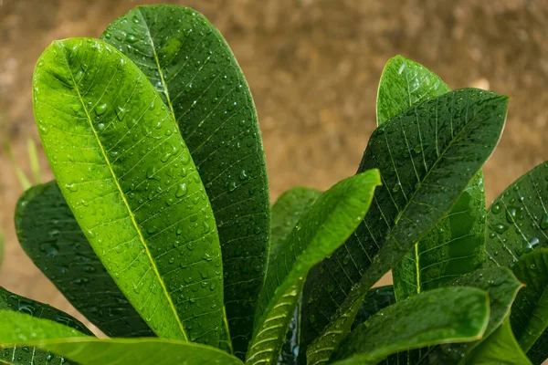 The day was heavy rain, the weather was overcast. Rain drops on green leaves