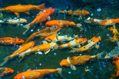 Renkli sazan balığı ya da koi balığı yüzüyor. Koi Balığı gölette yüzüyor. Üst görüntü ve yakın çekim için yakınlaştır. Su berrak siyah ve ışığın yansımasıdır..