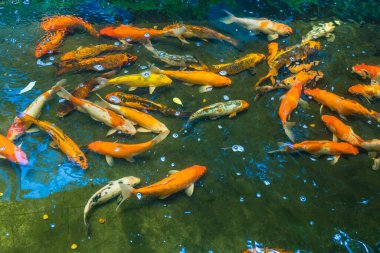 Renkli sazan balığı ya da koi balığı yüzüyor. Koi Balığı gölette yüzüyor. Üst görüntü ve yakın çekim için yakınlaştır. Su berrak siyah ve ışığın yansımasıdır..