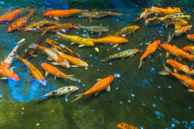 Renkli sazan balığı ya da koi balığı yüzüyor. Koi Balığı gölette yüzüyor. Üst görüntü ve yakın çekim için yakınlaştır. Su berrak siyah ve ışığın yansımasıdır..