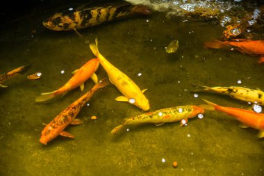 Renkli sazan balığı ya da koi balığı yüzüyor. Koi Balığı gölette yüzüyor. Üst görüntü ve yakın çekim için yakınlaştır. Su berrak siyah ve ışığın yansımasıdır..